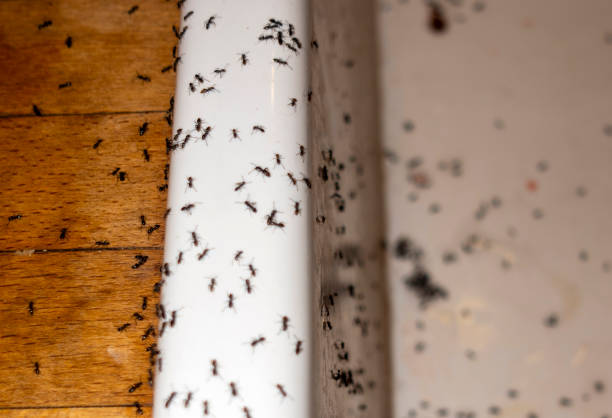 Best Termite Control Services  in Plattsburgh, NY